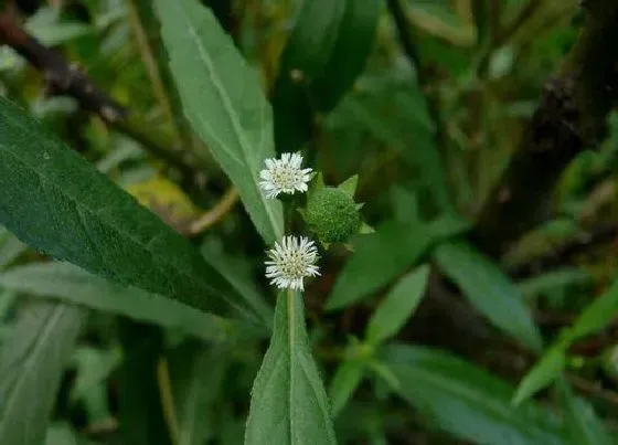 植物种类|鳢肠是水生植物吗