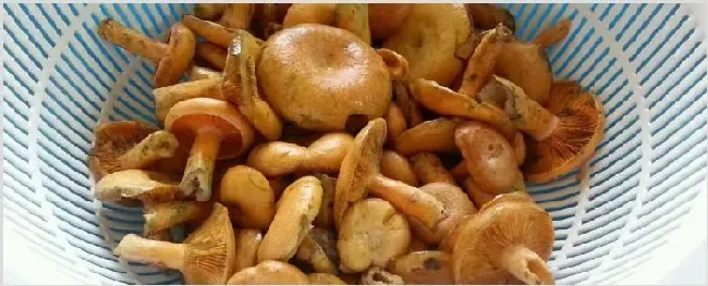 丛菌什么季节生长 | 耕种资料