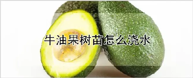 牛油果树苗怎么浇水 | 耕种资料