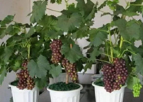 植物施肥|葡萄用什么肥料最好