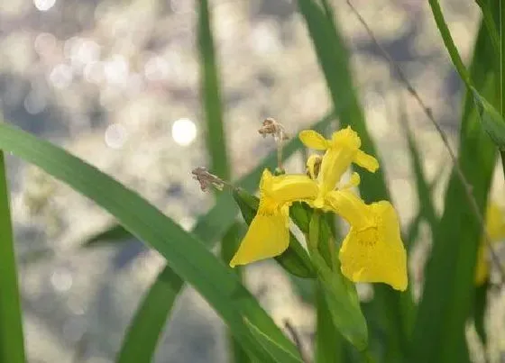 开花时间|鸢尾兰花一年开几次花