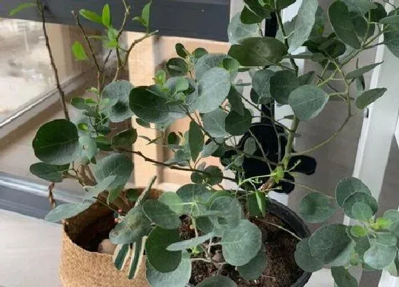 植物种类|桉树是热带植物吗