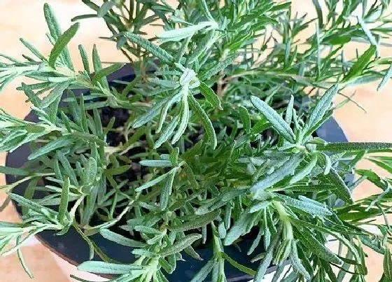 植物百科|迷迭香耐阴吗