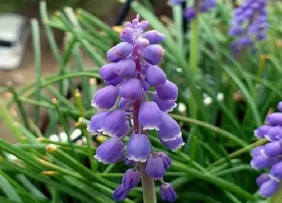 植物寓意|风信子开花预示着什么意思