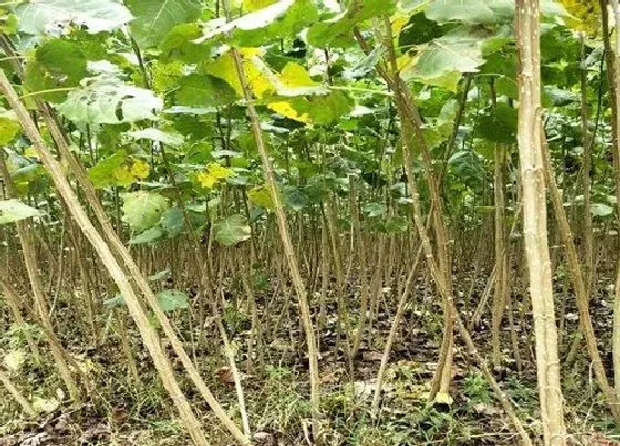 植物施肥|杨树追肥用什么肥料好