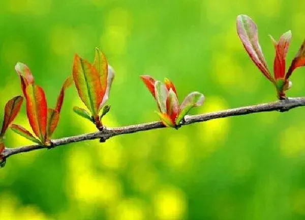植物发芽|石榴树什么时候发芽长叶