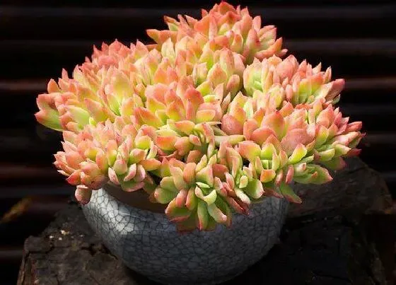 植物种类|新手适合养什么品种多肉（最值得入手的好看多肉植物）