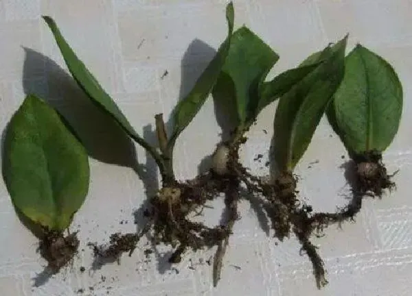 植物扦插|金钱木可以扦插吗