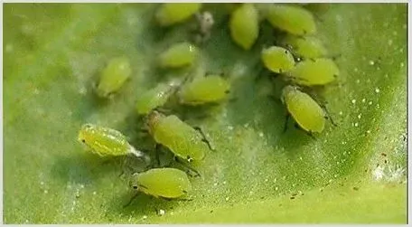 甲拌磷使用注意事项 | 种植技术