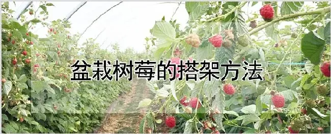 盆栽树莓的搭架方法 | 农业技术