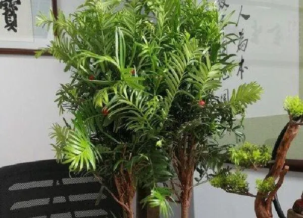 植物浇水|红豆山花怎么浇水方法