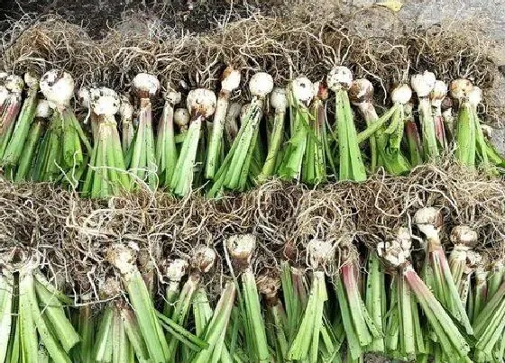 种球|朱顶红种球种植方法和时间 刚买的朱顶红种球怎么栽培