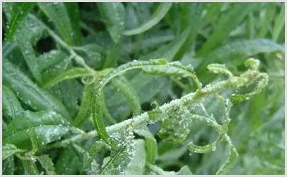 如何有效地防治桃树蚜虫？ | 植物病害