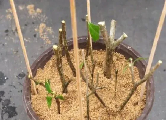 植物繁殖|栀子花扦插繁殖方法和注意事项