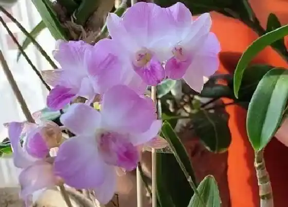 花语|石斛兰的花语和寓意