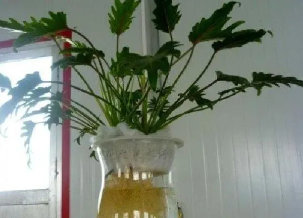 养殖方法|水培春雨植物怎么养护