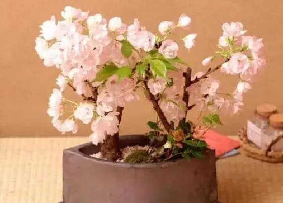 花期|晚樱花期是什么时候