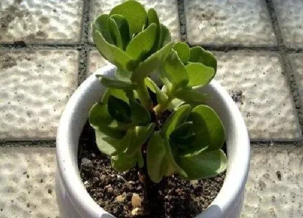 植物扦插|金钱木可以扦插吗
