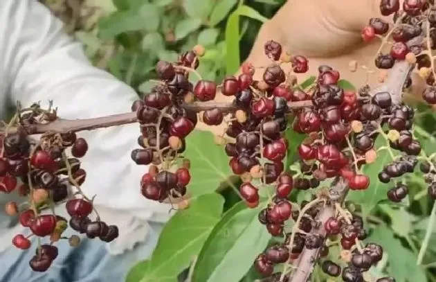 植物种类|中国八大剧毒植物名称及图片（剧毒植物排行榜前十）