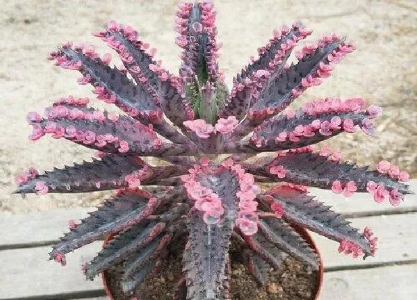 养殖方法|落地生根怎么养殖出状态好看