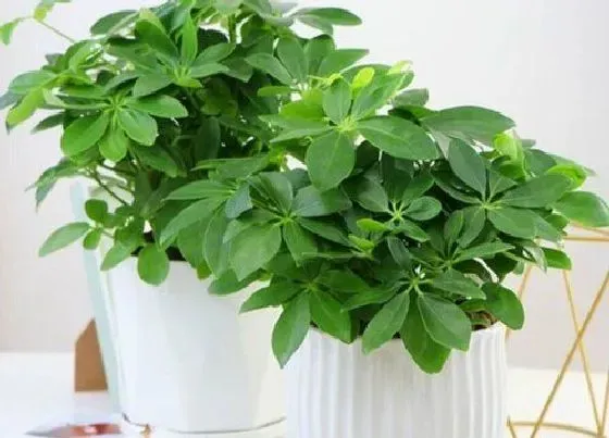 植物百科|七叶莲开花吗 开的花长得什么样子