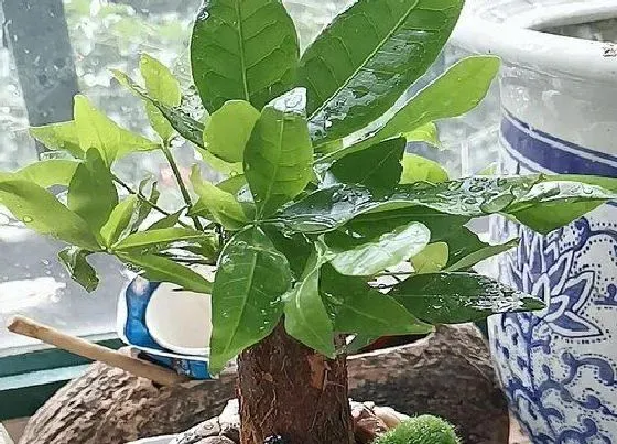 植物施肥|发财树多久施一次肥 施什么肥最好