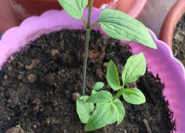 植物扦插|铁线莲可以扦插吗