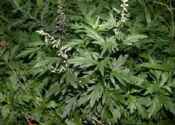 植物百科|艾叶是什么植物类别