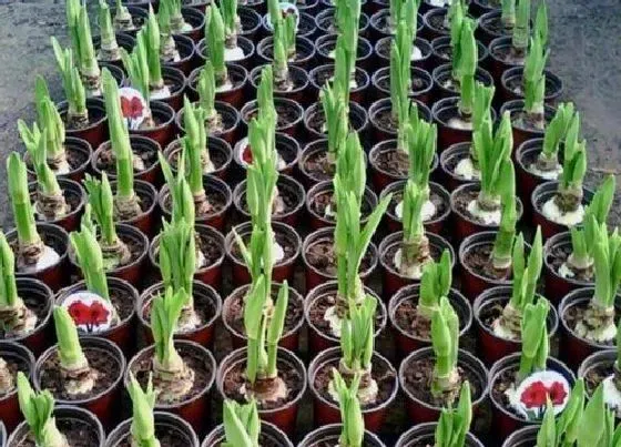 种球|朱顶红种球种植方法和时间 刚买的朱顶红种球怎么栽培
