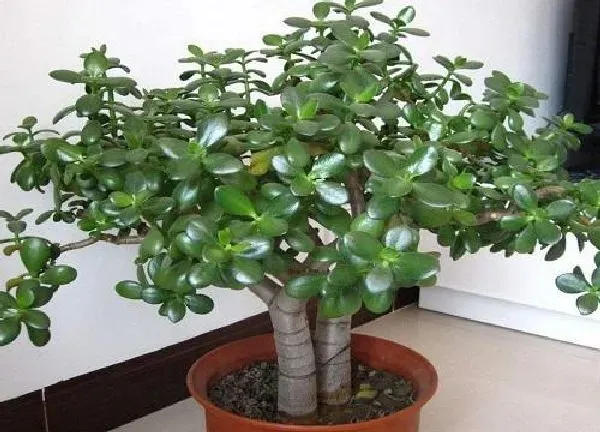 植物生根|如何让玉树快速生根