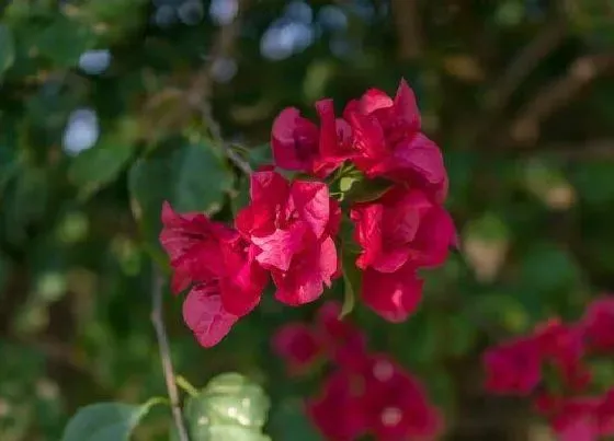 开花时间|映山红一年开几次花