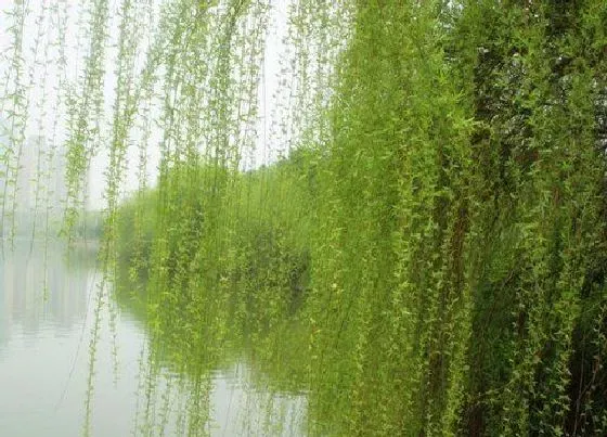 植物种类|杨柳是什么树 长什么样子