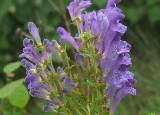 植物百科|蓝芩是什么植物