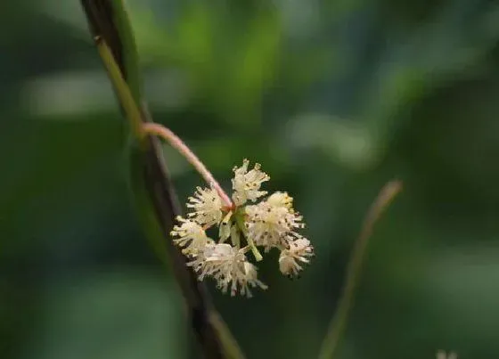 果实科普|蝙蝠葛果实有毒吗