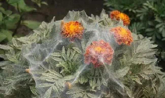 植物虫害|小麦花卉果树红蜘蛛用什么药防治好（红蜘蛛最怕什么天敌）