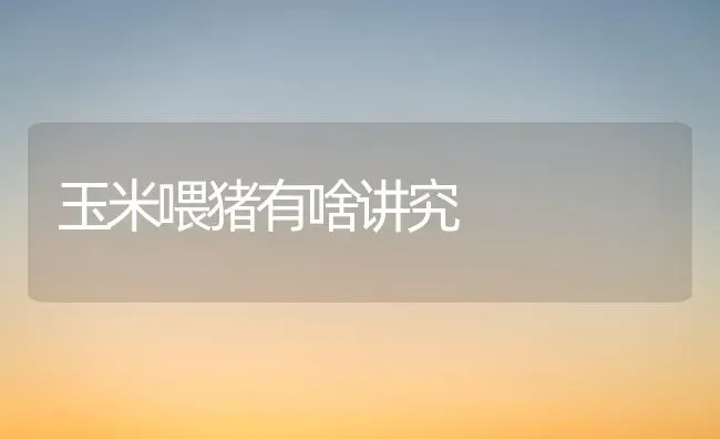 玉米喂猪有啥讲究 | 粮油作物种植