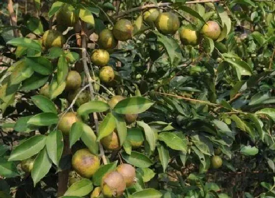 种植管理|油茶什么时候种植最好