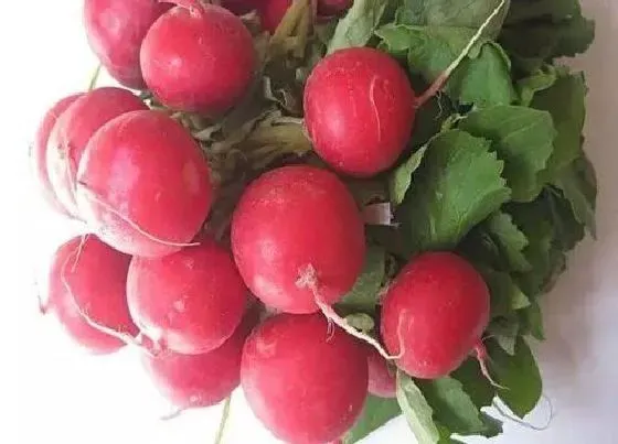 植物产地|萝卜是哪里的特产
