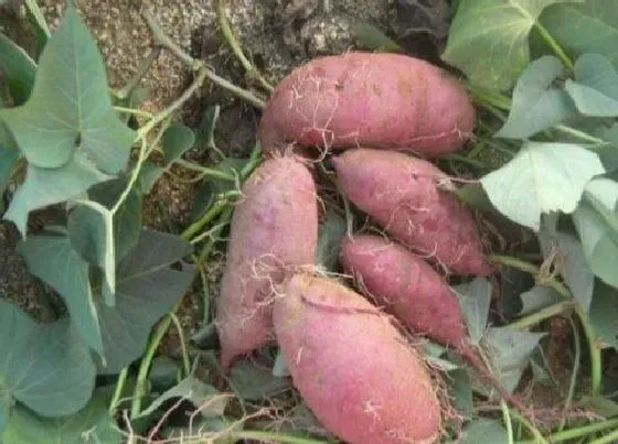 植物播种|地瓜什么时候种最合适，红薯苗几月份时间可以种植）