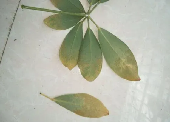 掉叶子|鹅掌木掉叶子怎么办
