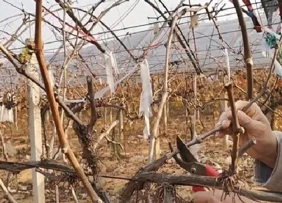 植物修剪|怎样修剪葡萄树