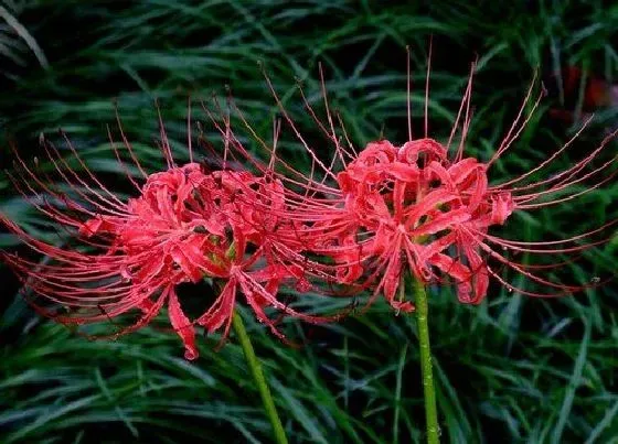 开花时间|石蒜花什么时候开花