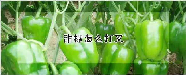 甜椒怎么打叉 | 种植资料