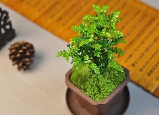 种植管理|清香木生长速度快慢 一年能长多少