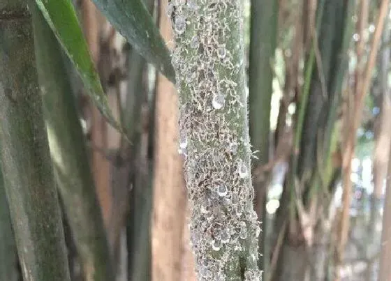 植物虫害|竹子病虫害防治技术与方法