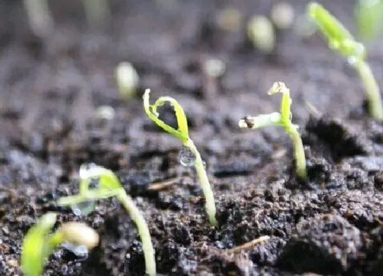 植物文学|毛豆的生长过程