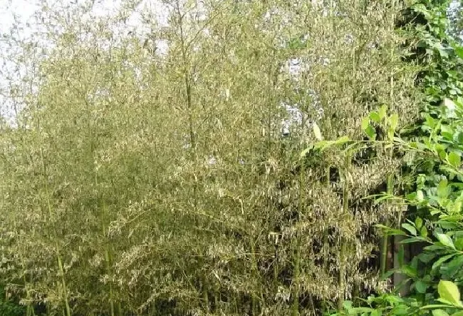 植物百科|风水学竹子开花意味着什么风水预兆（家里竹子开花是吉是凶）