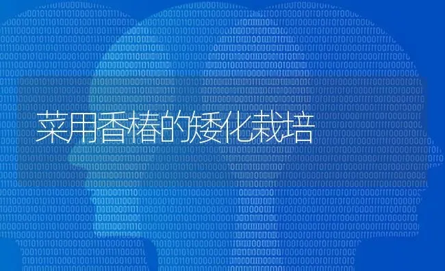 菜用香椿的矮化栽培 | 蔬菜种植