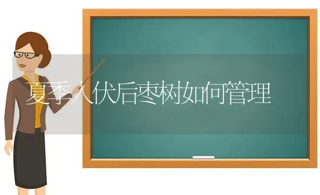 夏季入伏后枣树如何管理 | 瓜果种植