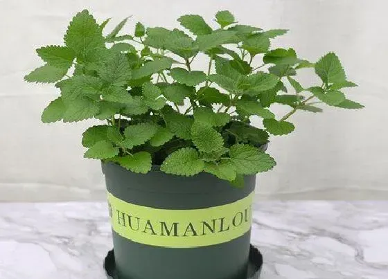 植物文学|薄荷的生长过程